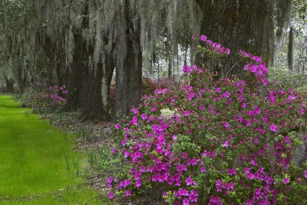 South Carolina, Charleston Plantation scenic